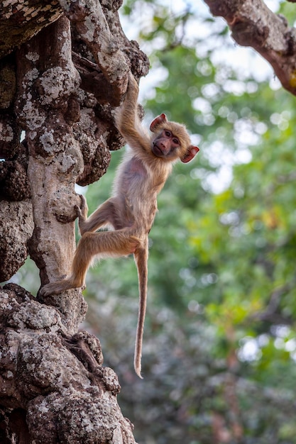 Pequeno macaco agarrado a uma árvore