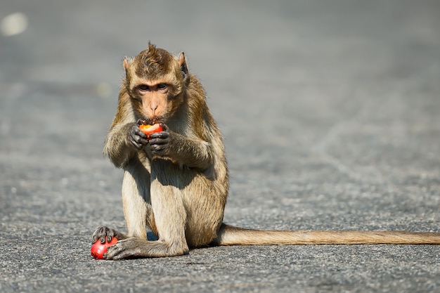 pequeno macaco comendo uma fruta