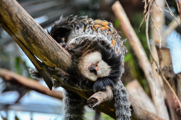 Pequeno macaco preto e branco