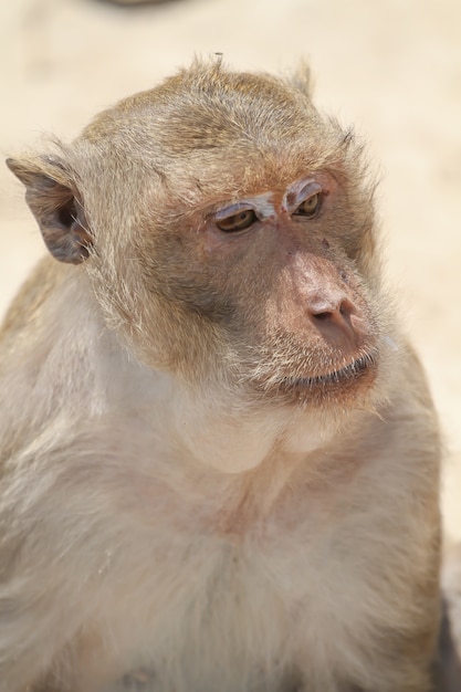 Foto pequeno macaco