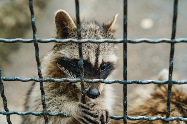 Pequeño mapache sentado en una jaula en el zoológico