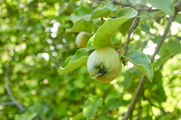 Un pequeño membrillo verde maduro en la rama de un árbol La cosecha inmadura Una manzana peluda en un árbol verde