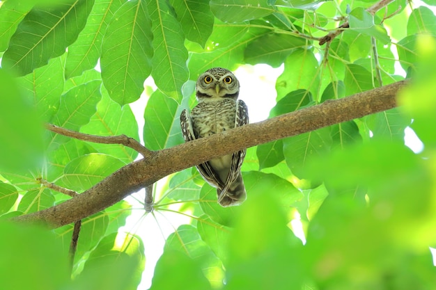 Pequeño mochuelo manchado posado en una rama en el bosque tropical