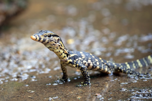 Pequeño monitor de agua asiático cerca del estanque