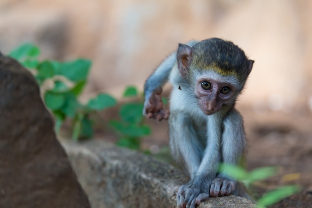 Pequeño mono gracioso está jugando en un árbol