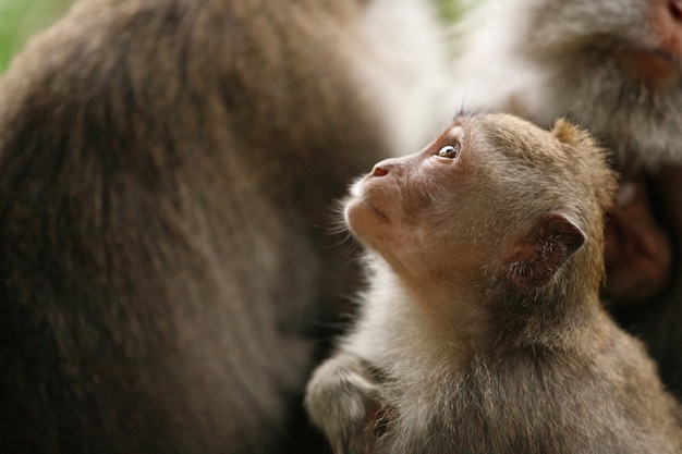 El pequeño mono mira hacia arriba. Bosque Sagrado de los Monos, Ubud, Indonesia