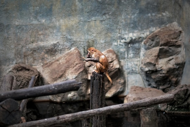 Pequeño mono naranja sentado en el zoológico Ella está aburrida