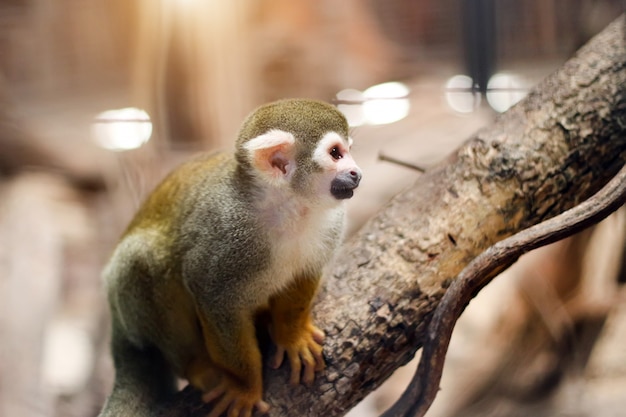 Pequeño mono pata amarilla en el árbol en la jaula del zoológico