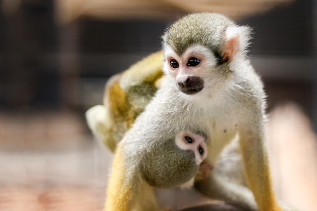 Pequeño mono pata amarilla en el árbol en la jaula del zoológico