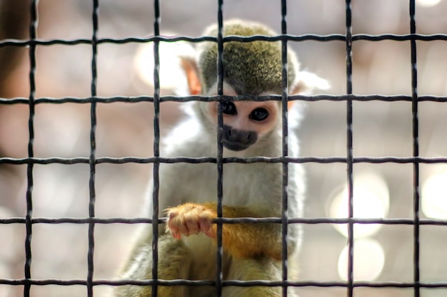 Pequeño mono pata amarilla en el árbol en la jaula del zoológico