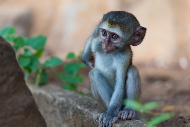 Pequeño mono sentado en la naturaleza