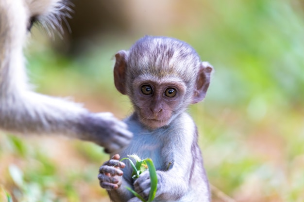 Un pequeño mono se sienta y se ve muy curioso.