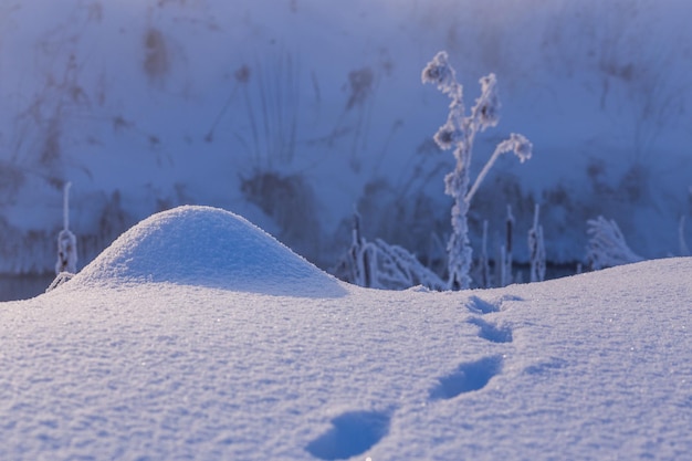 Pequeño montículo de nieve con pequeñas huellas de animales salvajes cerca con enfoque selectivo y desenfoque a la luz del día