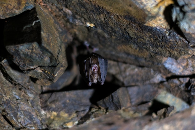 Foto pequeno morcego numa caverna