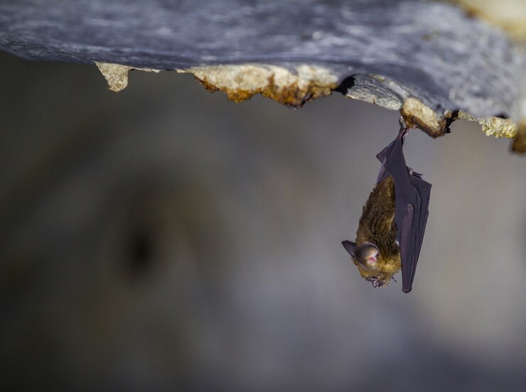 Pequeno morcego pendurado no telhado da caverna em Wind Caves Kuching
