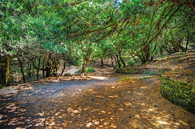 Pequeño muro en el bosque de Burgos Efecto de mapeo de tonos HDR