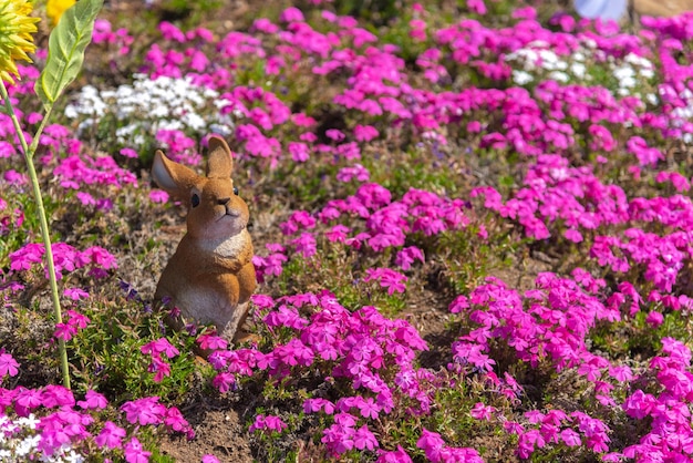 Pequeño musgo blanco rosa delicado Shibazakura Phlox subulata flores plena floración