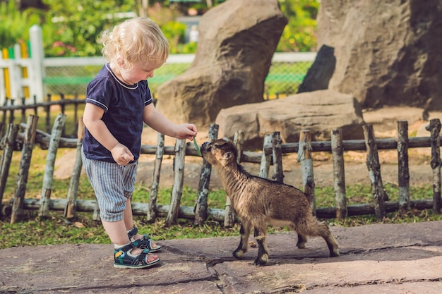 Pequeño niño lindo está alimentando a una pequeña cabra recién nacida