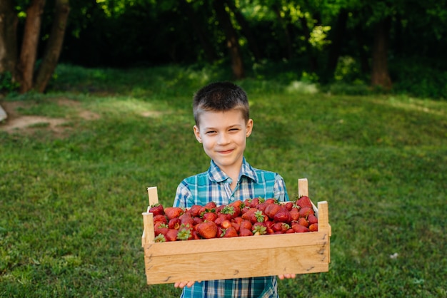 Un pequeño niño lindo está parado con una gran caja de fresas maduras y deliciosas. Cosecha. Fresas maduras Baya natural y deliciosa.