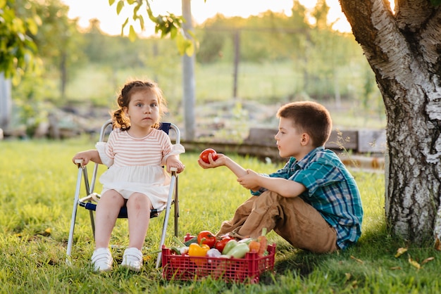 Un pequeño niño y una niña se sientan bajo un árbol en el jardín con una caja entera de verduras maduras al atardecer. Agricultura, cosecha. Producto ecológico.