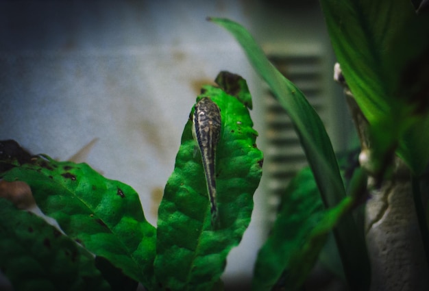 Pequeño otocinclus en mi acuario