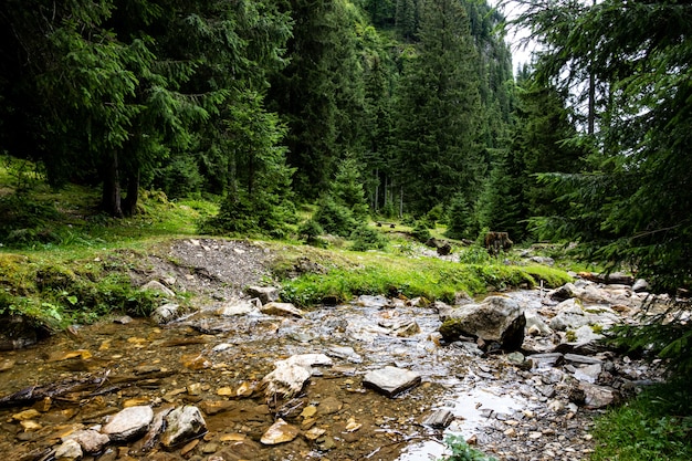 Pequeño paisaje de río en el bosque, vista panorámica.