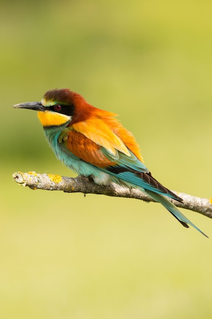 Pequeño pájaro con un bonito plumaje