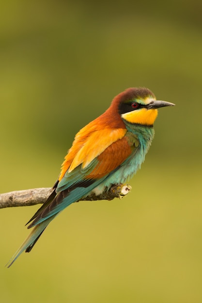 Pequeño pájaro con un bonito plumaje