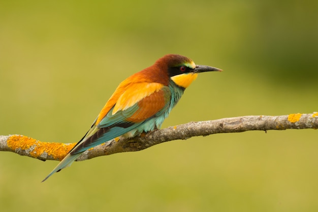 Pequeño pájaro con un bonito plumaje