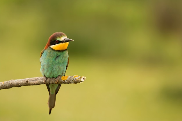 Pequeño pájaro con un bonito plumaje