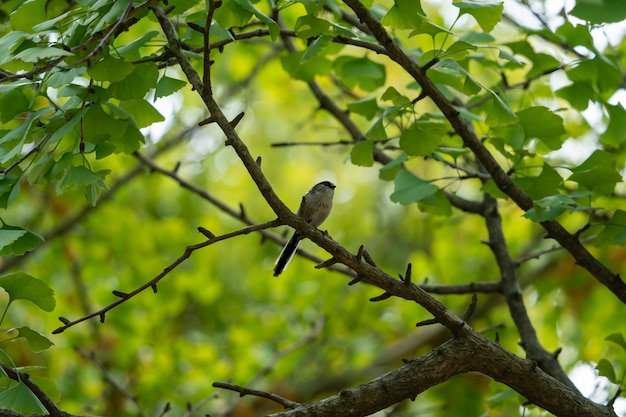 Foto pequeño pájaro del bosque de ginkgo