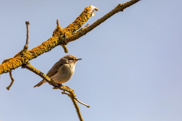 pequeño pájaro cantor Willow Warbler Europa vida silvestre