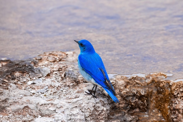 Pequeño pájaro colorido en el paisaje de aguas termales con una formación de suelo única