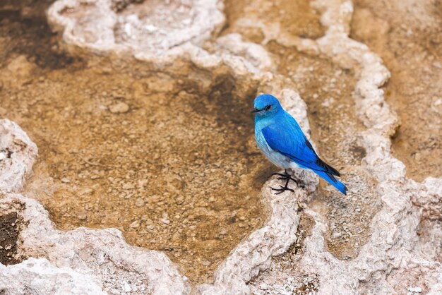 Pequeño pájaro colorido en el paisaje de aguas termales con una formación de suelo única