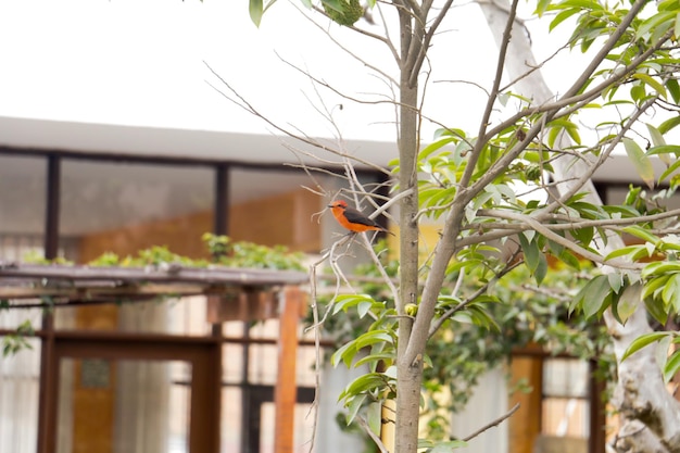 Pequeño pájaro colorido en las ramas de un árbol alrededor de las casas