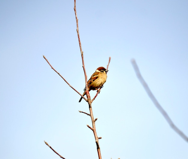 Pequeño pájaro gorrión sentado en la rama de un árbol en el fondo de la naturaleza invernal
