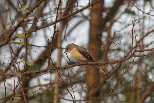 El pequeño pájaro minivet es una de las especies de aves en peligro de extinción que se encuentran sentadas en la rama de un árbol