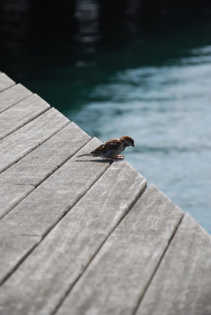 Un pequeño pájaro mirando el mar.