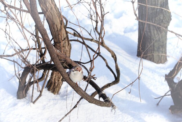 Pequeño pájaro en el parque de invierno