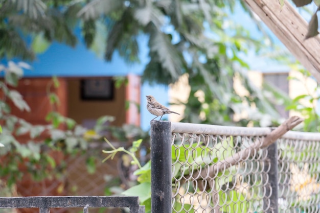 Pequeño pájaro de pie sobre una valla metálica en un jardín.