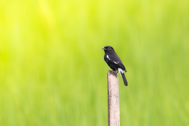 pequeño pájaro Piedchat Bush en tocón en campo.