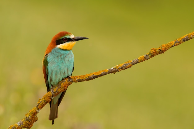 Foto pequeño pájaro posado buen plumaje