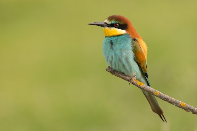 Pequeño pájaro posado buen plumaje