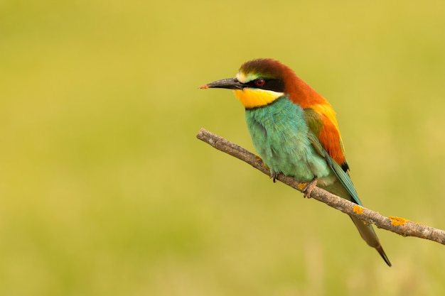 Pequeño pájaro posado buen plumaje