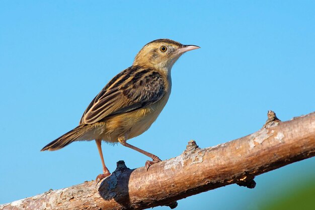 Foto un pequeño pájaro está posado en una rama con un cielo azul en el fondo