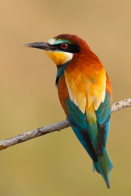 Pequeño pájaro posado en una rama