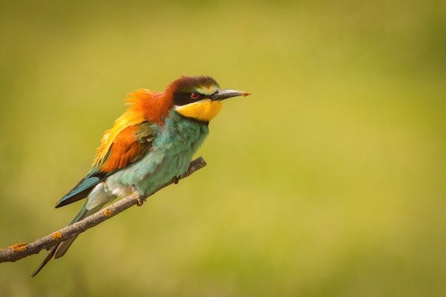 Foto pequeño pájaro posado en una rama