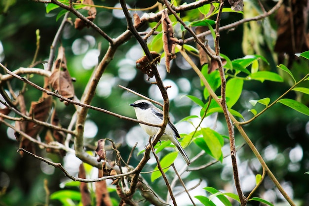 Un pequeño pájaro en una rama