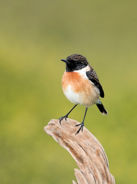 Pequeño pájaro en una rama