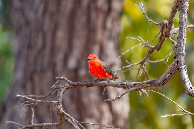 Pequeño pájaro rojo conocido como quotprincequot Pyrocephalus rubinus encaramado